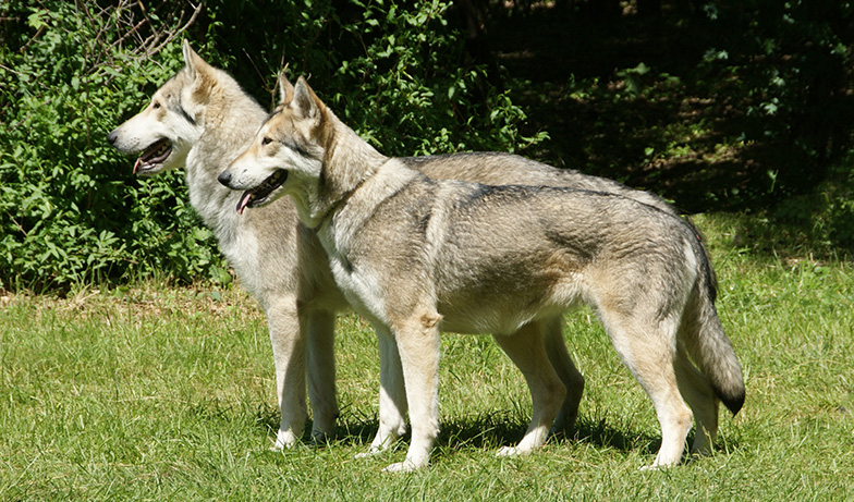 Saarloos Wolfhond