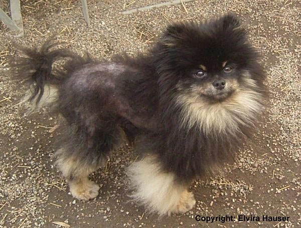Research Alopecia X in Pomeranian Institute of Genetics