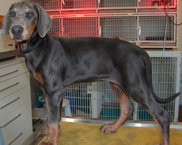 Research Color Dilution Alopecia Cda In Various Breeds Institute Of Genetics