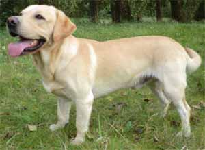 Labrador Retriever Zwergwuchs