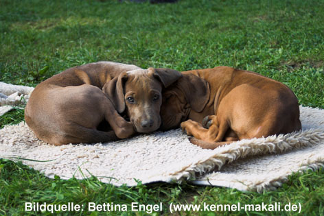 blue dilute rhodesian ridgeback