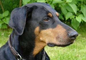 Dobermann Pinscher