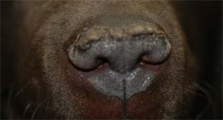 Nasal parakeratosis (HNPK) in the Labrador Retriever and Greyhound.
