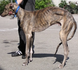 Greyhound