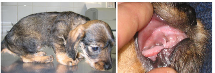 Osteogenesis imperfecta beim Dachshund