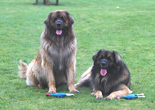 Leonberger