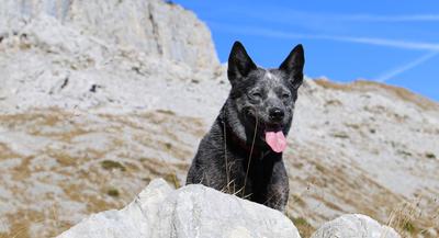 norwegian cattle dog