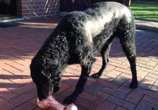 Die follikuläre Dysplasie (FD) beim Curly Coated Retriever