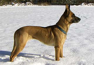 Belgischer Schäferhund