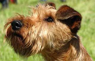 Irish Terrier